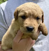 Hickory, a male Golden Retriever for sale in Godwin, NC – 2 of 4