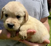 Walnut, a male Golden Retriever for sale in Godwin, NC – 4 of 4