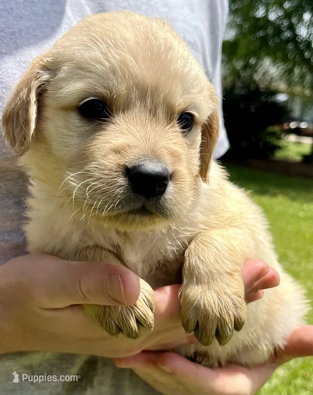 Walnut – Golden Retriever puppy for sale in Godwin, NC