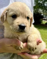 Walnut, a male Golden Retriever for sale in Godwin, NC – 1 of 4