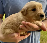 River, a male Golden Retriever for sale in Godwin, NC – Photo 3 of 3