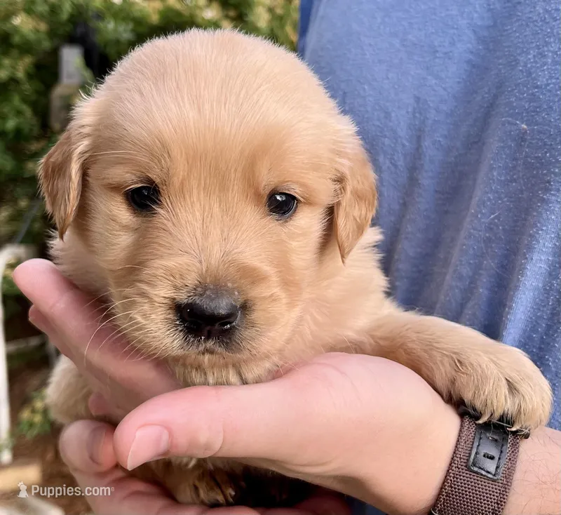 River – Golden Retriever puppy for sale in Godwin, NC