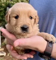 River, a male Golden Retriever for sale in Godwin, NC – Photo 2 of 3