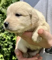 Pecan, a female Golden Retriever for sale in Godwin, NC – 3 of 4
