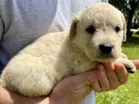 Cashew, a male Golden Retriever for sale in Godwin, NC – 4 of 4