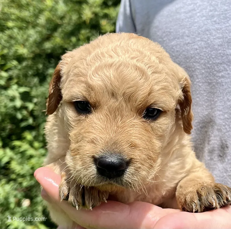 Hickory – Golden Retriever puppy for sale in Godwin, NC
