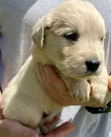 Pecan, a female Golden Retriever for sale in Godwin, NC – 1 of 4