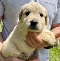 Hazelnut, a female Golden Retriever for sale in Godwin, NC – 3 of 4
