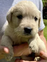 Pecan, a female Golden Retriever for sale in Godwin, NC – 2 of 4