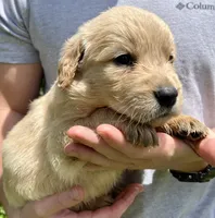 Pine, a male Golden Retriever for sale in Godwin, NC – 4 of 4