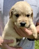 Walnut, a male Golden Retriever for sale in Godwin, NC – 2 of 4