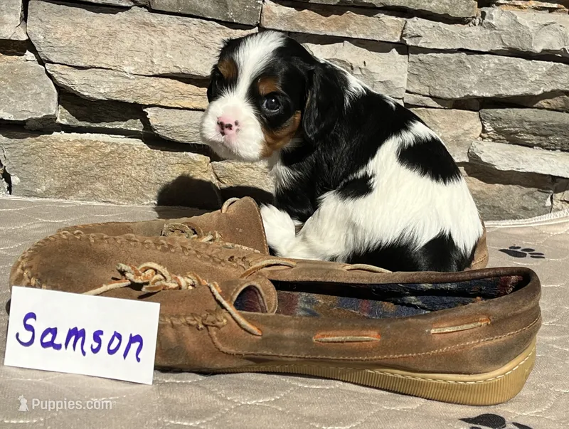 Samson – Cavalier King Charles Spaniel puppy for sale in Scio, OR
