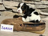 Samson, a male Cavalier King Charles Spaniel for sale in Scio, OR – 1 of 7