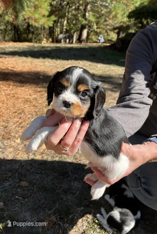 Sparky – Cavalier King Charles Spaniel puppy for sale in Scio, OR