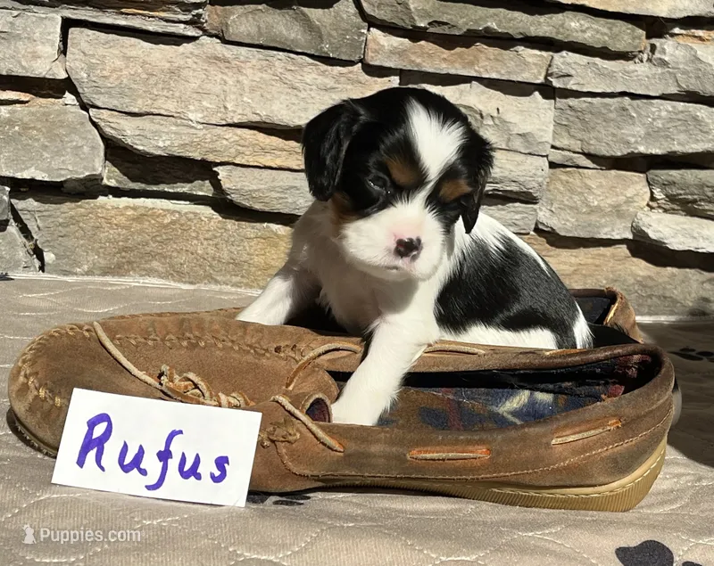 Rufus – Cavalier King Charles Spaniel puppy for sale in Scio, OR
