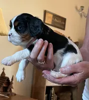 Samson, a male Cavalier King Charles Spaniel for sale in Scio, OR – 6 of 7