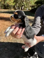 Sparky, a male Cavalier King Charles Spaniel for sale in Scio, OR – 2 of 2