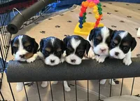Samson, a male Cavalier King Charles Spaniel for sale in Scio, OR – 5 of 7