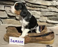 Samson, a male Cavalier King Charles Spaniel for sale in Scio, OR – 2 of 7