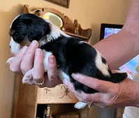 Kiwi, a male Cavalier King Charles Spaniel for sale in Scio, OR – 3 of 6