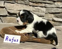 Rufus, a male Cavalier King Charles Spaniel for sale in Scio, OR – 2 of 5