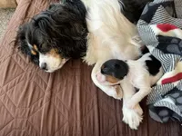 Rufus, a male Cavalier King Charles Spaniel for sale in Scio, OR – 3 of 5