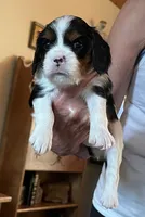 Samson, a male Cavalier King Charles Spaniel for sale in Scio, OR – 3 of 7