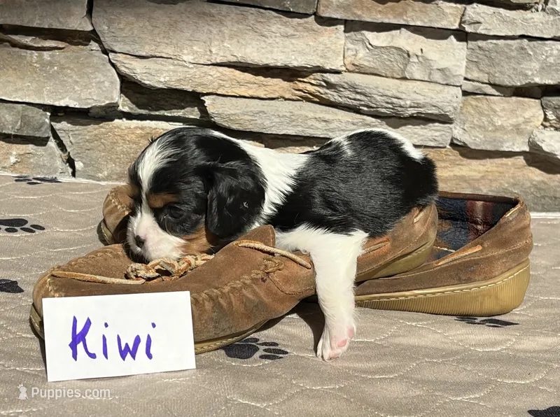 Kiwi – Cavalier King Charles Spaniel puppy for sale in Scio, OR