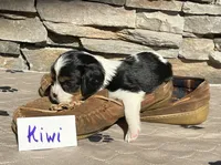 Kiwi, a male Cavalier King Charles Spaniel for sale in Scio, OR – 1 of 6