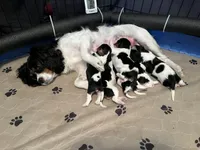 Samson, a male Cavalier King Charles Spaniel for sale in Scio, OR – 7 of 7