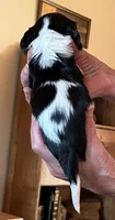 Kiwi, a male Cavalier King Charles Spaniel for sale in Scio, OR – 2 of 6