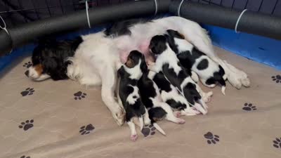Kiwi, a male Cavalier King Charles Spaniel for sale in Scio, OR – 6 of 6