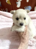 Manda cream, a female Pomeranian for sale in Boling, TX – 2 of 6