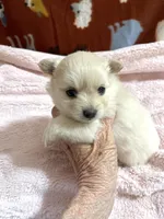 Manda cream, a female Pomeranian for sale in Boling, TX – 1 of 6