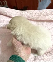 Manda cream, a female Pomeranian for sale in Boling, TX – 3 of 6