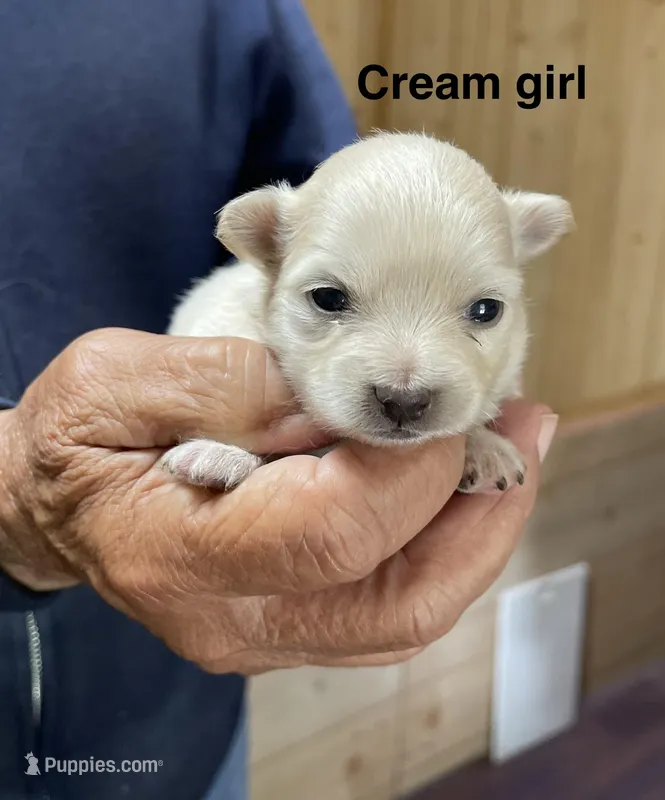Manda cream – Pomeranian puppy for sale in Boling, TX