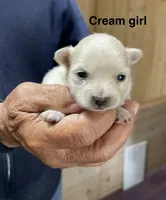 Manda cream, a female Pomeranian for sale in Boling, TX – Photo 1 of 3