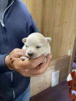 Manda cream, a female Pomeranian for sale in Boling, TX – Photo 3 of 3