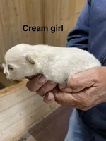 Manda cream, a female Pomeranian for sale in Boling, TX – Photo 2 of 3