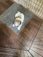 Chloe’s boy 1, a male Shih Tzu for sale in Boling, TX – 2 of 3