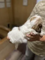 Chloe’s G 2, a female Shih Tzu for sale in Boling, TX – Photo 2 of 2