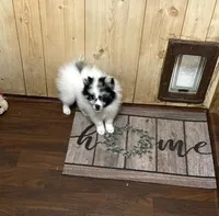 Champ one reduced , a male Pomeranian for sale in Boling, TX – 3 of 6