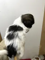 Dolly’s boy two, a male Shih Tzu for sale in Boling, TX – Photo 4 of 6