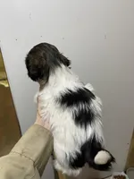 Dolly’s boy two, a male Shih Tzu for sale in Boling, TX – Photo 3 of 6