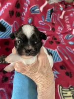 Dolly’s boy two, a male Shih Tzu for sale in Boling, TX – Photo 5 of 6