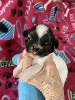 Dolly’s boy two, a male Shih Tzu for sale in Boling, TX – Photo 1 of 6