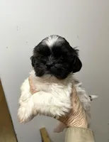 Dolly’s boy two, a male Shih Tzu for sale in Boling, TX – Photo 2 of 6