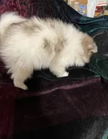 Toby, a male Pomeranian for sale in Boling, TX – Photo 7 of 7