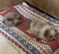 Toby, a male Pomeranian for sale in Boling, TX – Photo 6 of 7