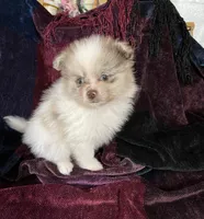 Toby, a male Pomeranian for sale in Boling, TX – Photo 1 of 7